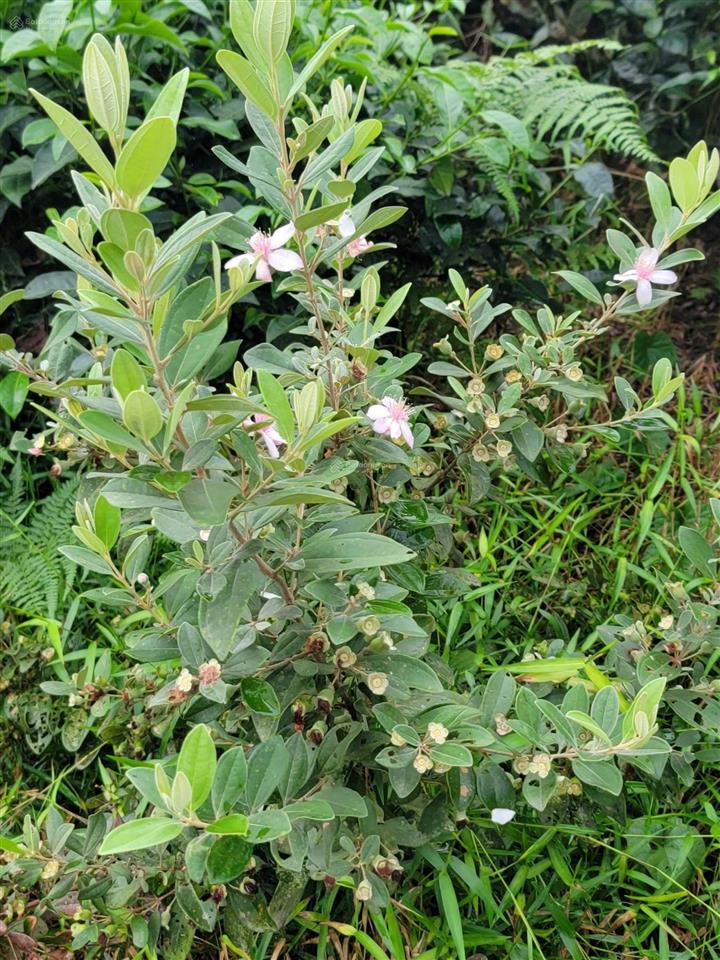 Bán trang trại nghỉ dưỡng đảo chè thanh chương
