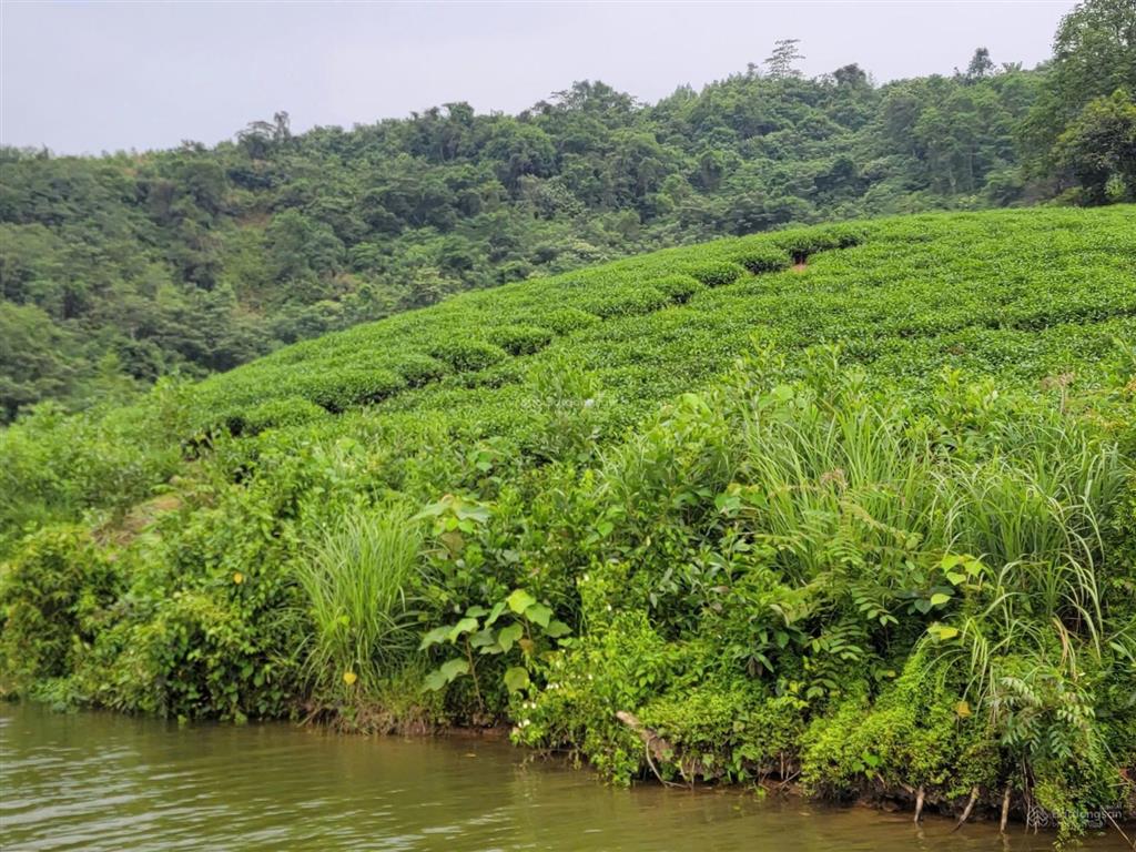 Bán trang trại nghỉ dưỡng đảo chè thanh chương