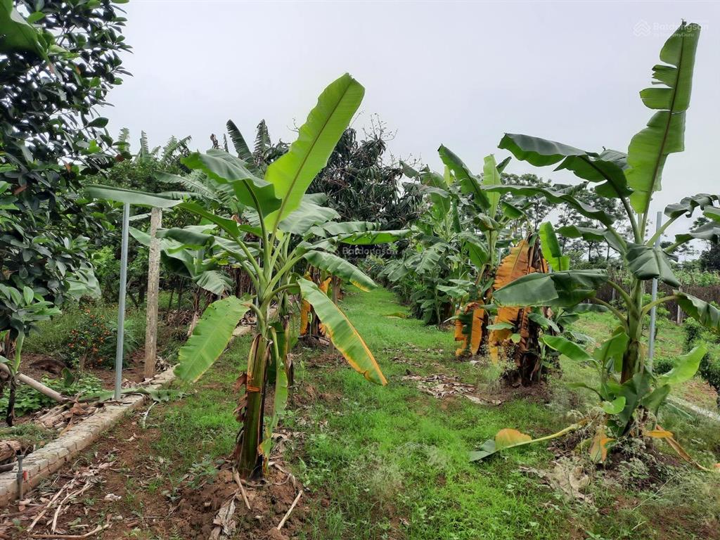 Bán đất thôn 1 xã vạn phúc  thanh trì