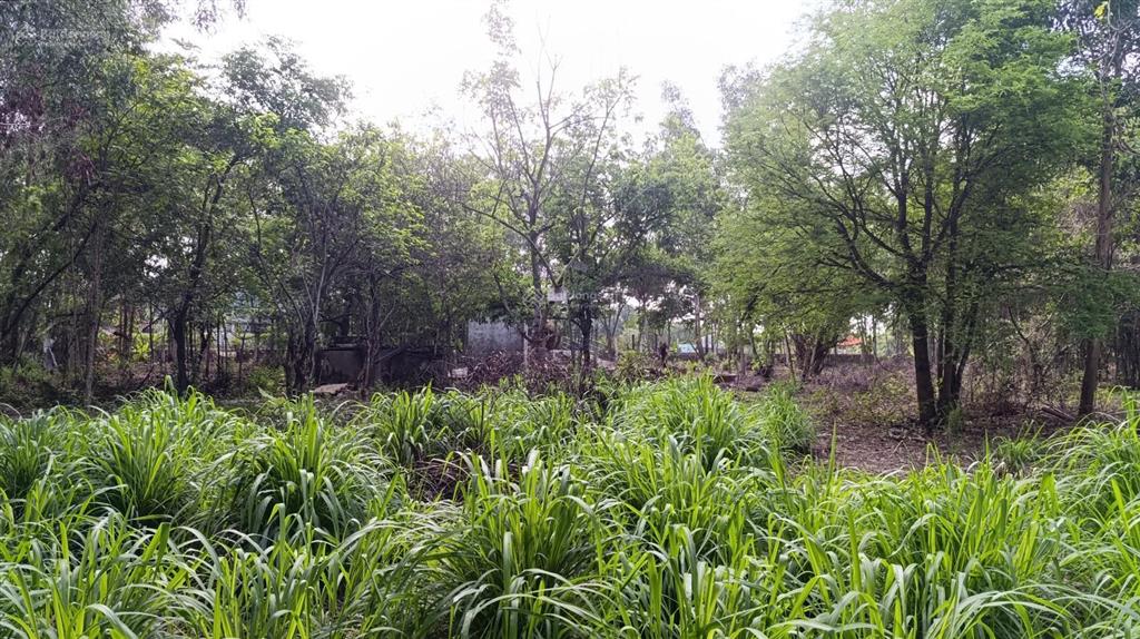 Bán đất 5000m2 tại thị trấn tân túc, 33 tỷ, bình chánh, hồ chí minh