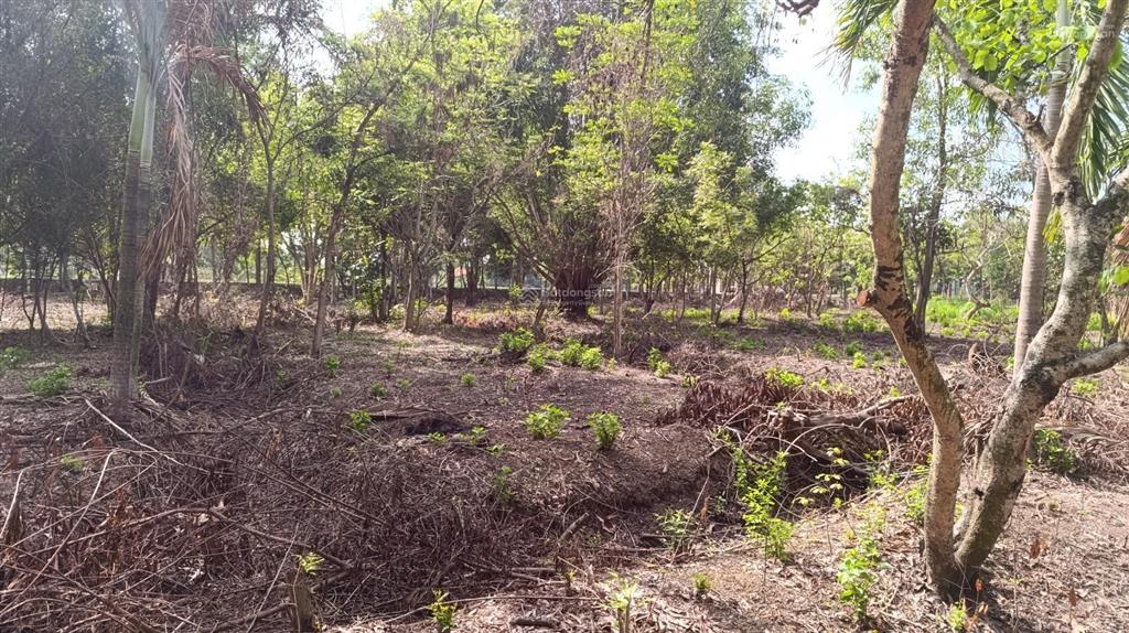 Bán đất 5000m2 tại thị trấn tân túc, 33 tỷ, bình chánh, hồ chí minh