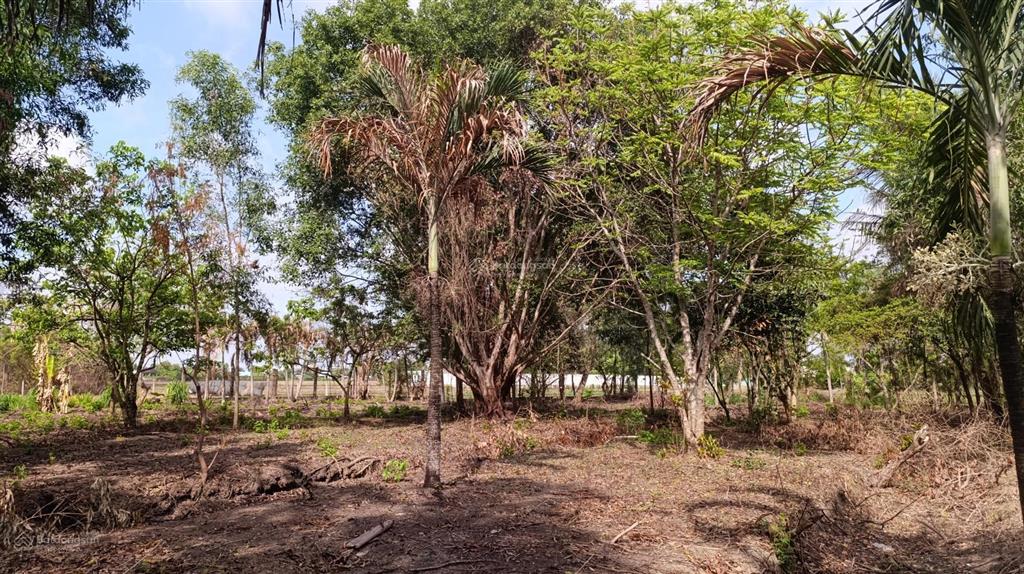 Bán đất 5000m2 tại thị trấn tân túc, 33 tỷ, bình chánh, hồ chí minh
