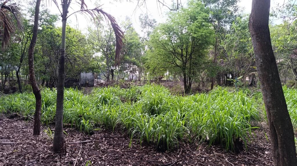 Bán đất 5000m2 tại thị trấn tân túc, 33 tỷ, bình chánh, hồ chí minh