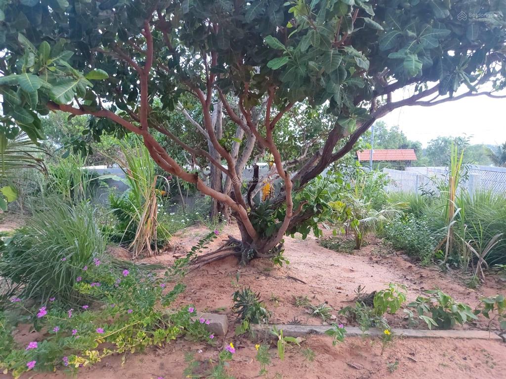 Đất vườn view biển mũi né phan thiết