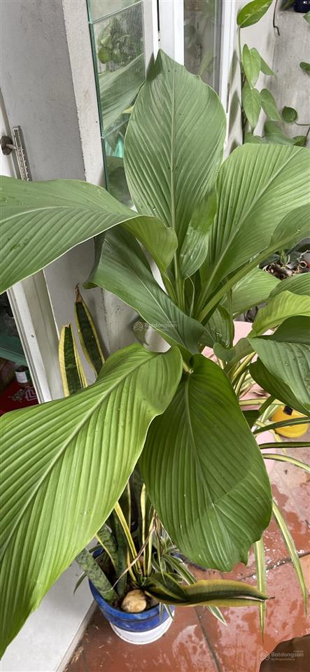 Cho thuê phòng trọ đủ đồ chỉ 2,5 triệu/tháng tại đường lê trọng tấn