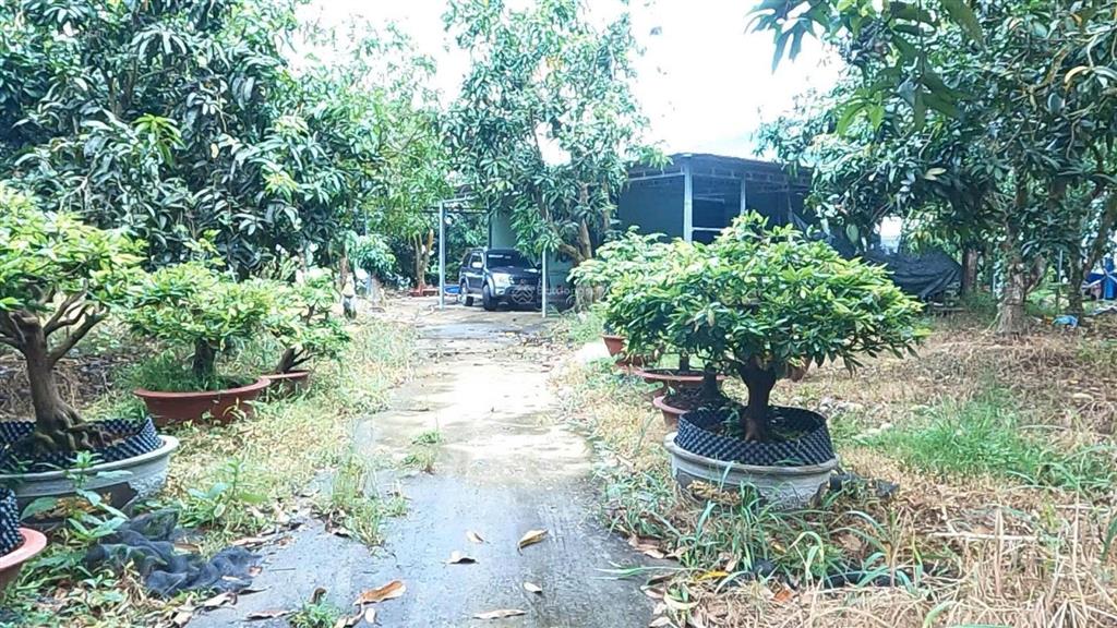 Bán nhà vườn mặt sông tiền, diện tích 8300m2