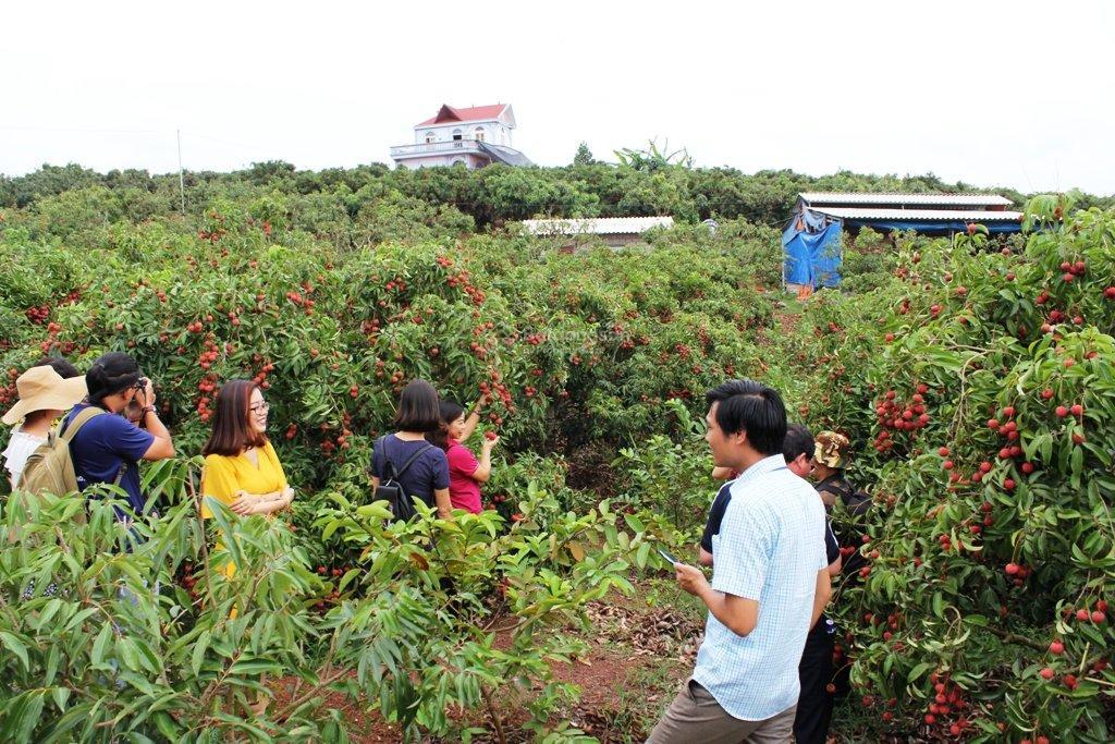 Bán đất lục ngạn  bắc giang, dt 637m x mặt tiền 10.5m, 800 triệu đồng
