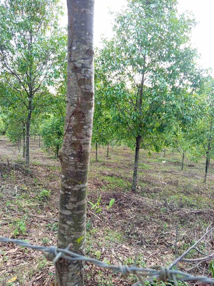 CHÍNH CHỦ BÁN ĐẤT RẪY TRỒNG GỖ SAO – TRÚC SƠN, CƯ JÚT (ĐẮK NÔNG CŨ)