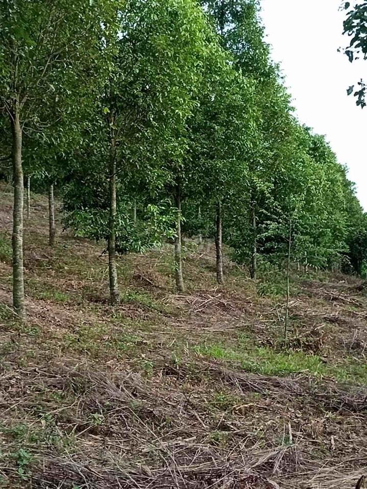 CHÍNH CHỦ BÁN ĐẤT RẪY TRỒNG GỖ SAO – TRÚC SƠN, CƯ JÚT (ĐẮK NÔNG CŨ)