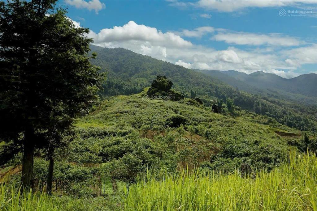 Chính chủ cần bán lô đất rộng 3,95ha, vị trí đẹp tại Xã Tả Phìn, cách trung tâm Sa Pa chỉ
