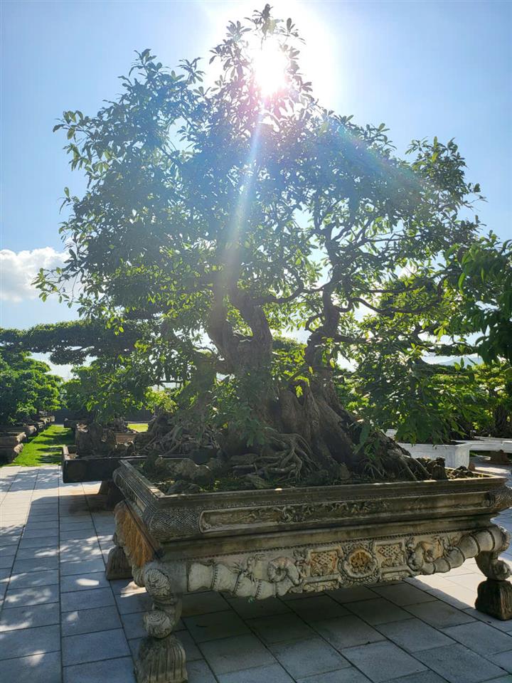MỘT KHÔNG GIAN NHÀ VƯỜN HIẾM CÓ TẠI TRUNG TÂM HOÀNH BỒ - HẠ LONG