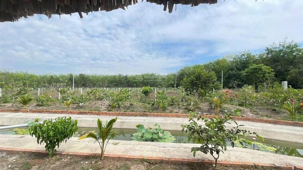 BÁN 5.000M² ĐẤT LONG NGUYÊN – BÀU BÀNG  GIÁ CHỈ 3 TRIỆU/M²