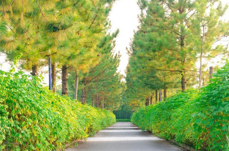 Chính chủ bán Biệt thự The Phonenix Garden, Đan phượng, Hà Nội