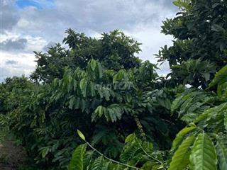 🌷🌷🌷Chủ cần tiền bán lô đất capê giá rẻ kịch sàn Đất thuộc Tân Phú ninh