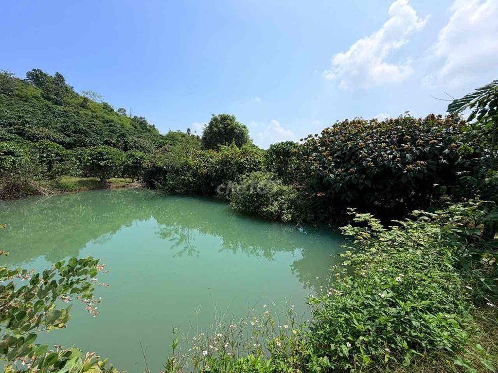 🌷🌷🌷Chủ cần tiền bán lô đất capê giá rẻ kịch sàn Đất thuộc Tân Phú ninh
