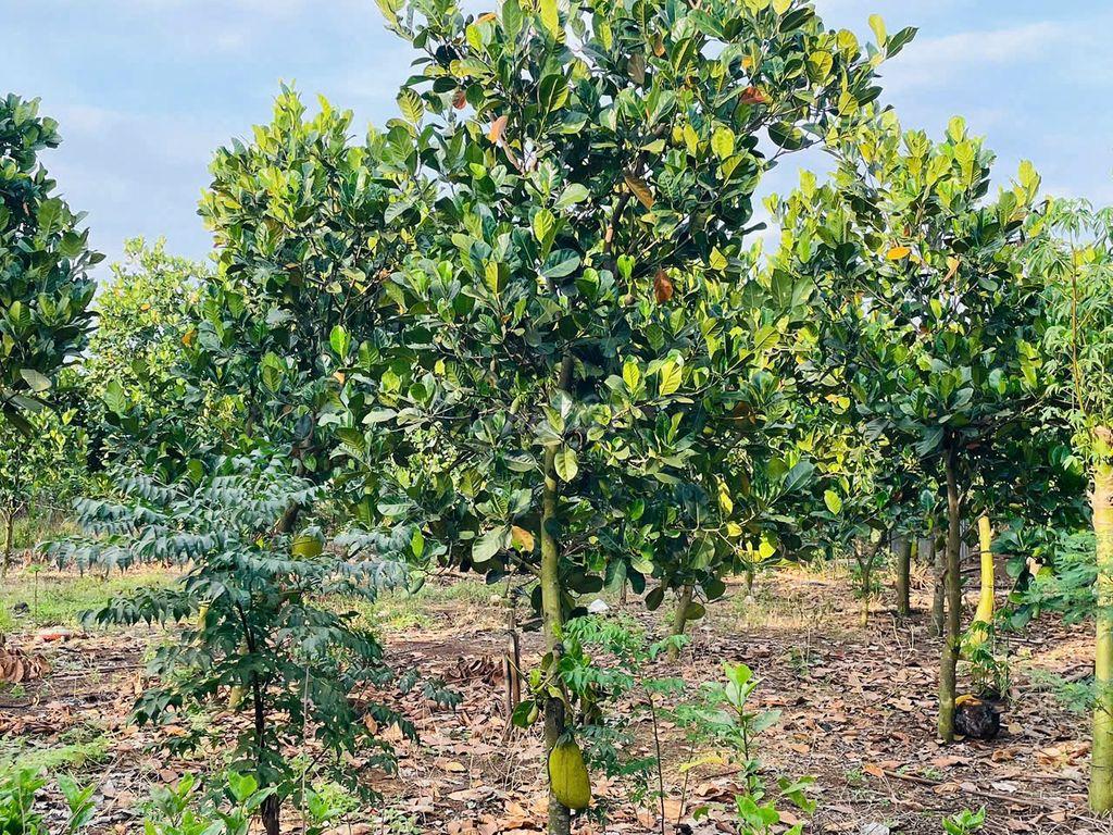 ✅Chính Chủ Bán 1.058m² Đất | Ngang 30m | Xuân Định, TP.ĐỒNG NAI