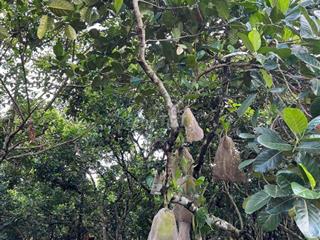 Đất 2 Mặt Tiền Đường - Ngay Chợ Khu Phố 1 - Bình Lộc - Đồng Nai