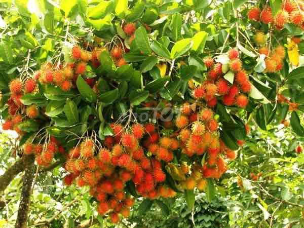Bán vuờn trái cây giá ngộp Long Khánh