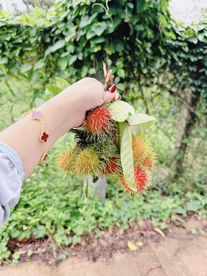 Bán vuờn trái cây giá ngộp Long Khánh