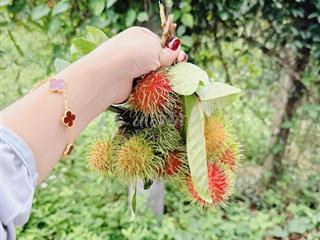 Bán vuờn trái cây giá ngộp Long Khánh