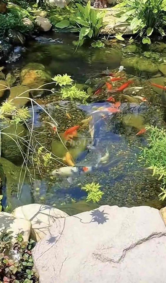 Bán vuờn trái cây giá ngộp Long Khánh