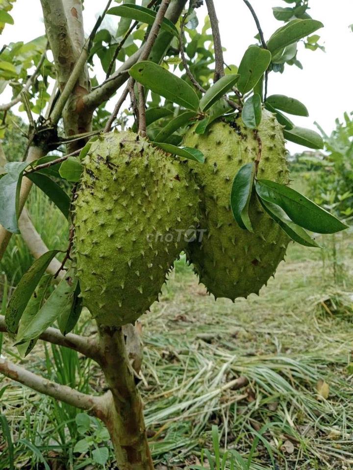 Bán 1 sào đất ngay trung tâm Long Khánh Đồng Nai