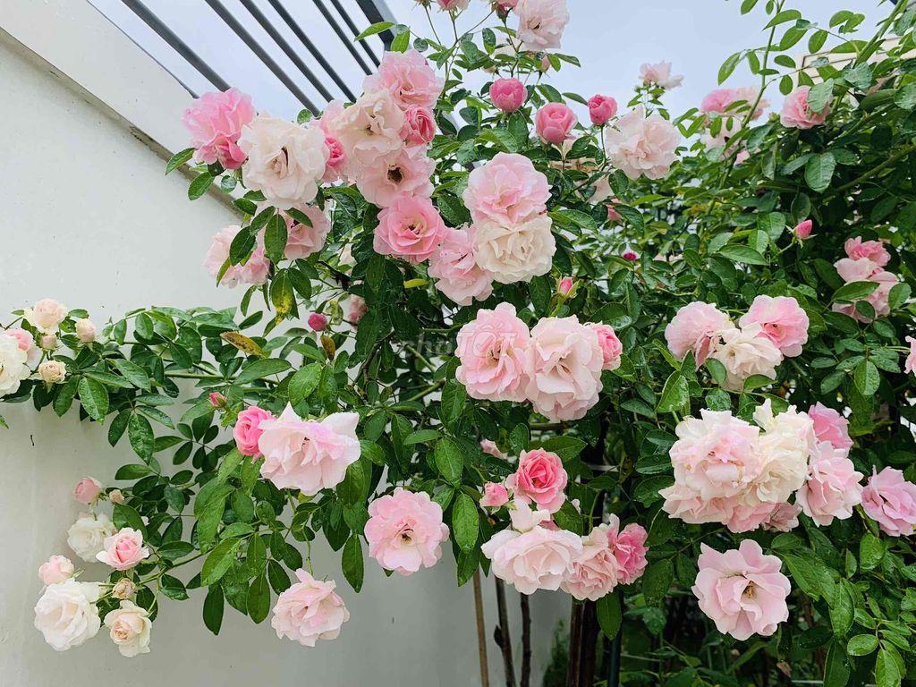 Bán Nhà Vườn Nghỉ Dưỡng Long Khánh-Đồng Nai