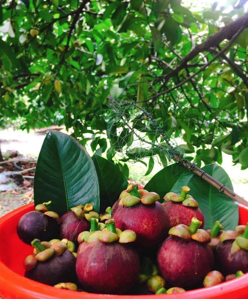 Bán Nhà Vườn Long Khánh - TP.Đồng Nai