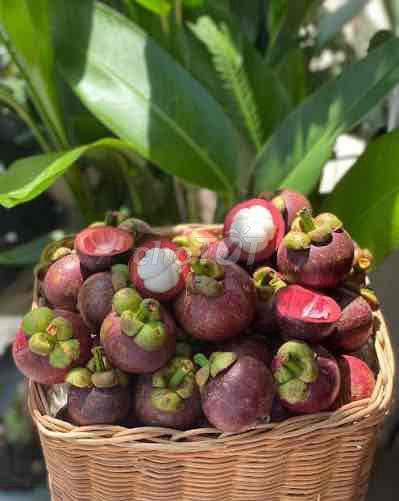 Bán Nhà Vườn Long Khánh - TP.Đồng Nai