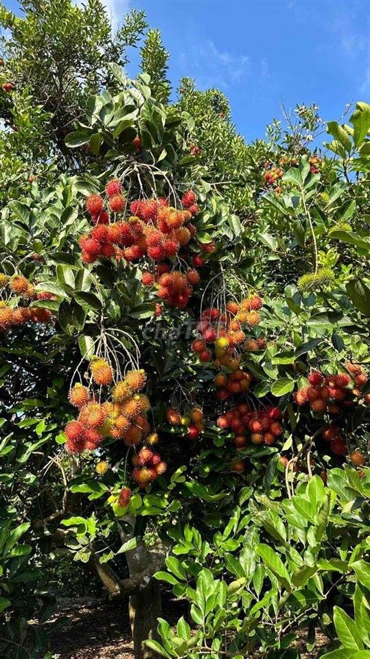 Bán Nhà Vườn Long Khánh - TP.Đồng Nai