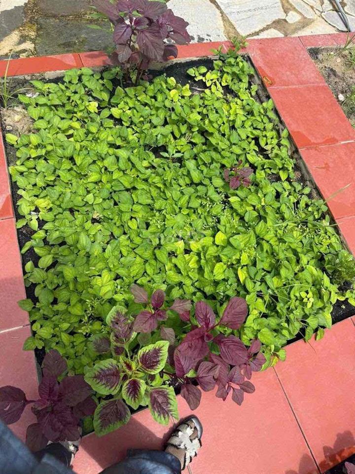 chủ ngộp bán nhà vườn Long Khánh
