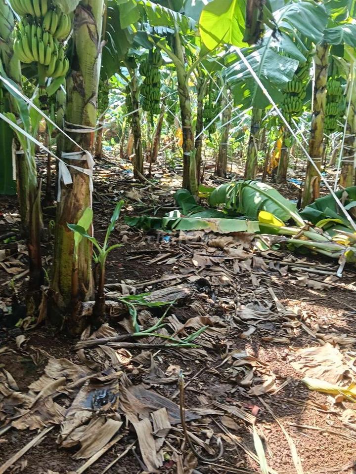 Đất sào mt đường nhựa