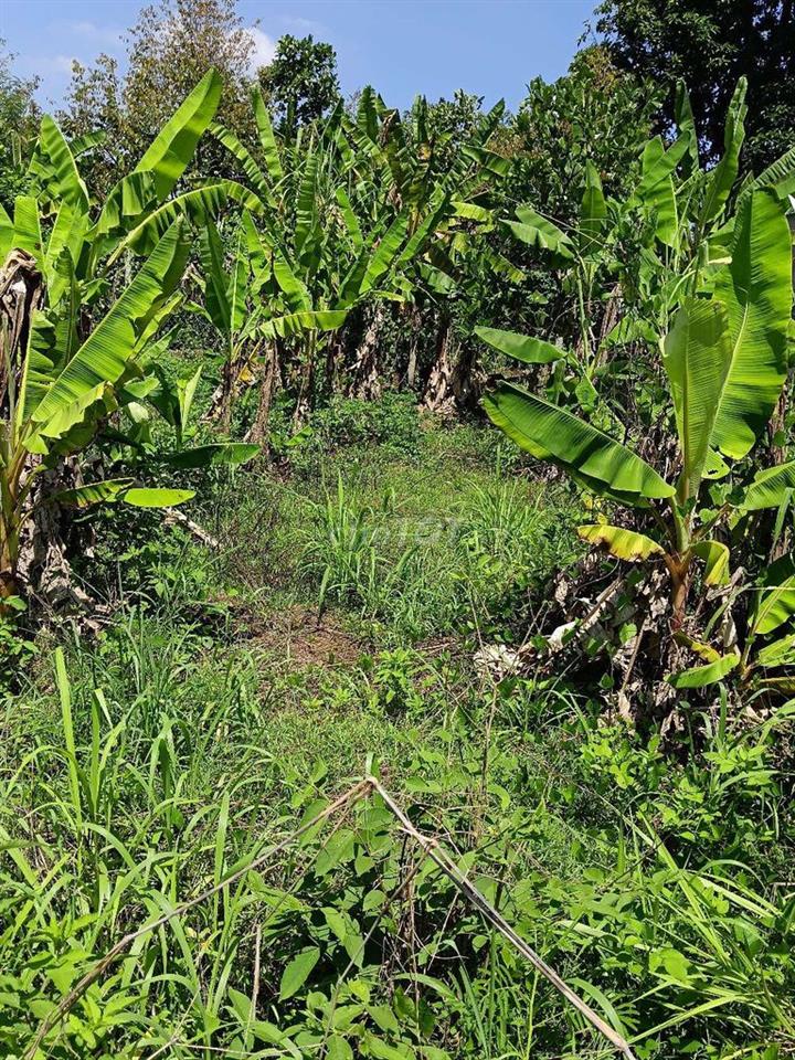 Đất sào sổ riêng