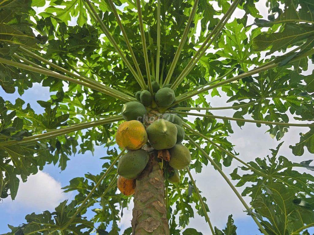 ĐẤT VƯỜN KHU DU LỊCH