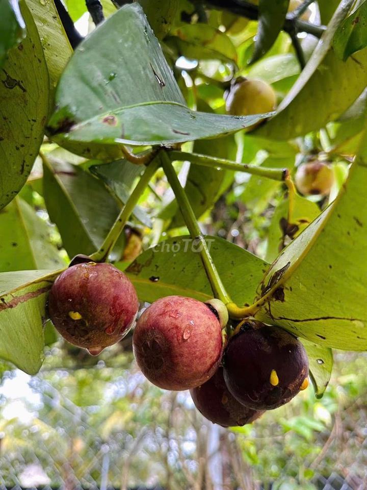 ĐẤT VƯỜN KHU DU LỊCH