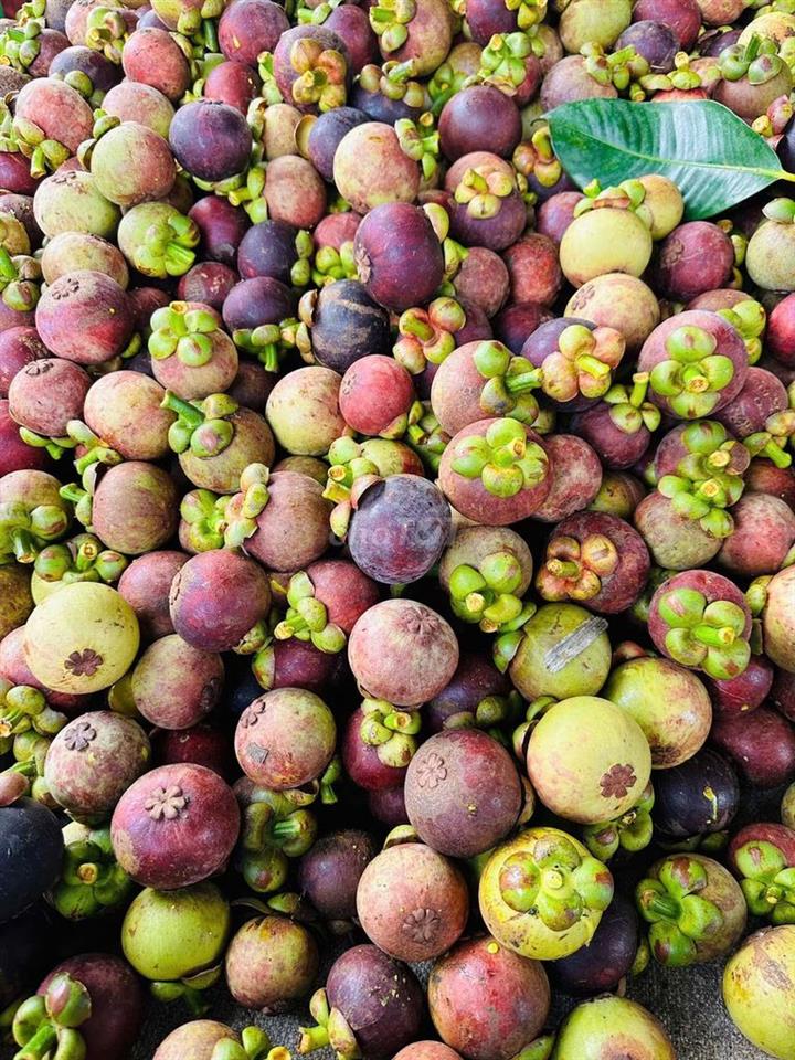 ĐẤT VƯỜN KHU DU LỊCH