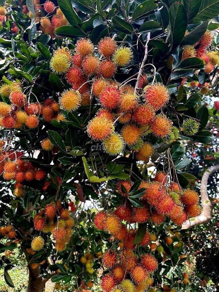 ĐẤT VƯỜN XUÂN ĐỊNH