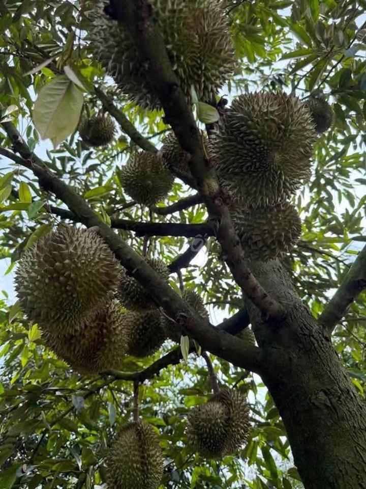 ĐẤT VƯỜN XUÂN ĐỊNH