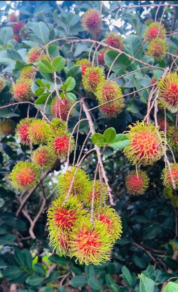 ĐẤT VƯỜN BÌNH LỘC GIÁ RẼ