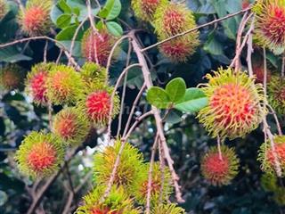 ĐẤT VƯỜN BÌNH LỘC GIÁ RẼ