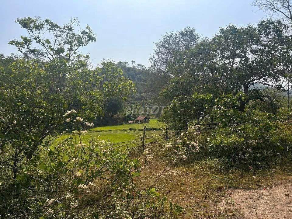 🌿 ĐẤT VƯỜN VIEW HỒ TRỊ AN – KHÔNG GIAN YÊN BÌNH, GIÁ CHỈ 999 TRIỆU/SÀO