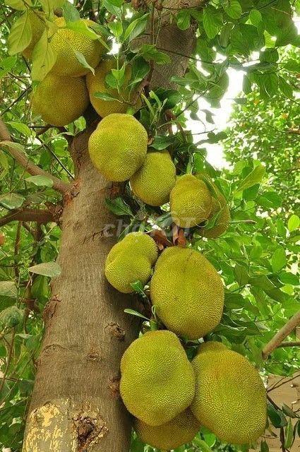 🌿 ĐẤT VƯỜN VIEW HỒ TRỊ AN – KHÔNG GIAN YÊN BÌNH, GIÁ CHỈ 999 TRIỆU/SÀO