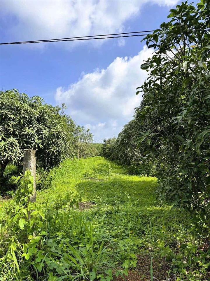 🍃 CHỈ 520TR CÓ Ngày 1000m2 vườn TẬN HƯỞNG Không Gian Yên Bình Gần Sông