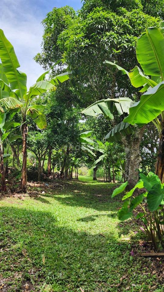 🌿 Vườn sinh thái Trung tâm Phường Dầu Giây 1,3 Tỷ ĐƯỢC 1090m2 cực đẹp!