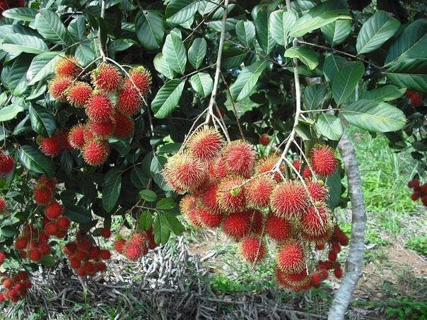 🌿 Vườn sinh thái Trung tâm Phường Dầu Giây 1,3 Tỷ ĐƯỢC 1090m2 cực đẹp!