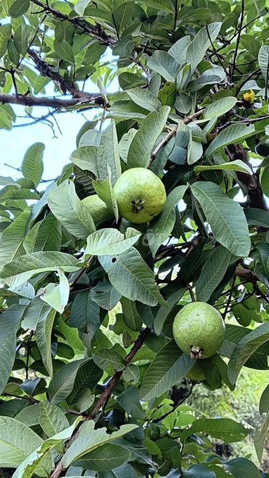 🌿 Vườn sinh thái Trung tâm Phường Dầu Giây 1,3 Tỷ ĐƯỢC 1090m2 cực đẹp!
