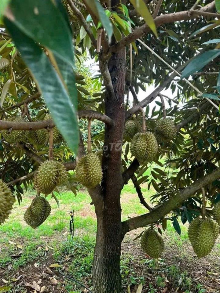 🌿 Vườn sinh thái Trung tâm Phường Dầu Giây 1,3 Tỷ ĐƯỢC 1090m2 cực đẹp!