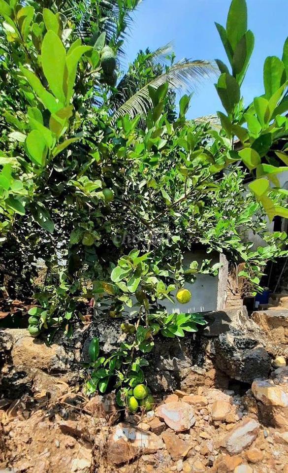 Một vườn đồi 1200m² yên bình ở Đồng Nai, nơi “hương mùa vương áo" 🌿