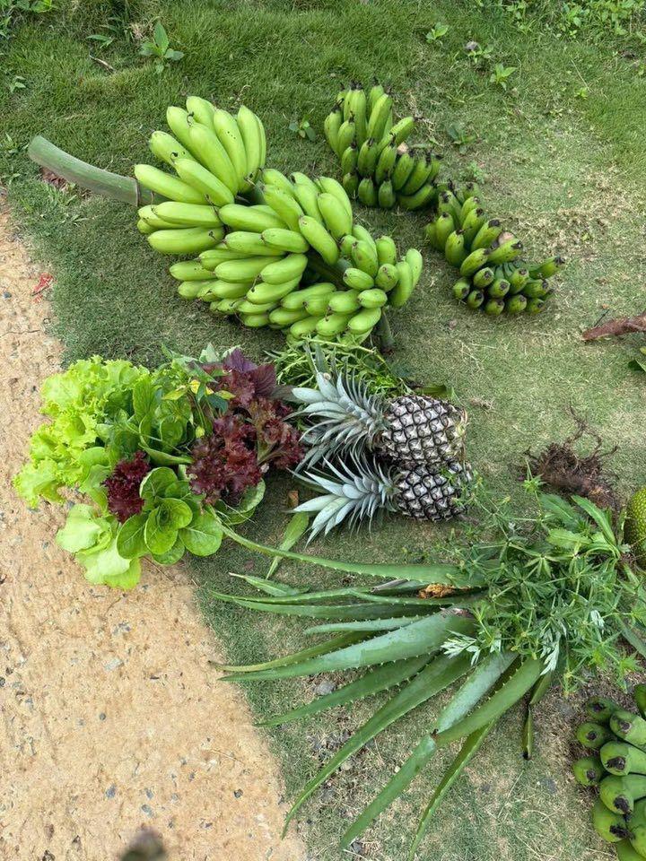 Một vườn đồi 1200m² yên bình ở Đồng Nai, nơi “hương mùa vương áo" 🌿