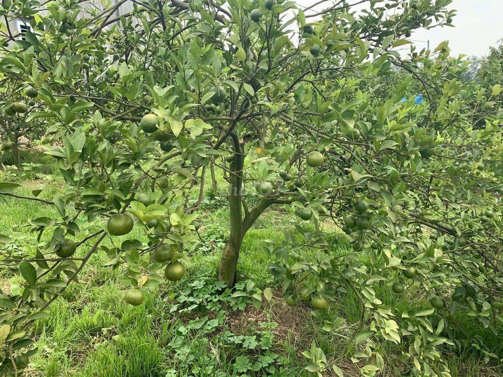 🌿650TR SỞ HỮU NGAY ĐẤT VƯỜN 1.196M² GẦN HỒ – QUY HOẠCH ĐẤT Ở NÔNG THÔN